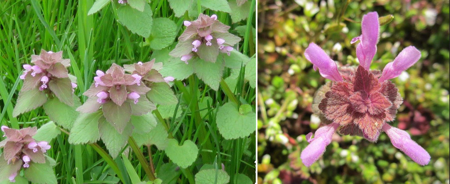 Purple deadnettle flowers and foliage.